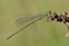 Chalcolestes viridis